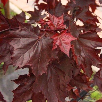 Blut-Ahorn - Acer platanoides 'Crimson Sentry' 60cm