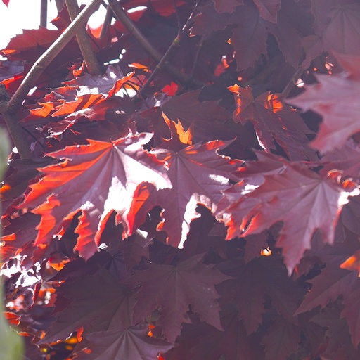 Blut-Ahorn - Acer platanoides 'Crimson Sentry' 45l