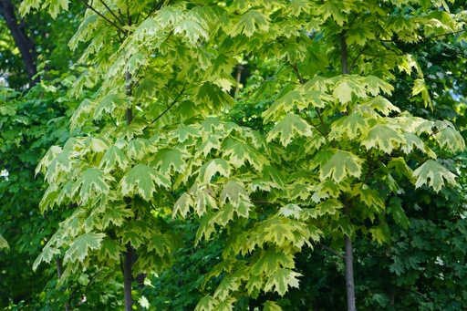 Spitz-Ahorn - Acer platanoides 'Drummondii' 45l