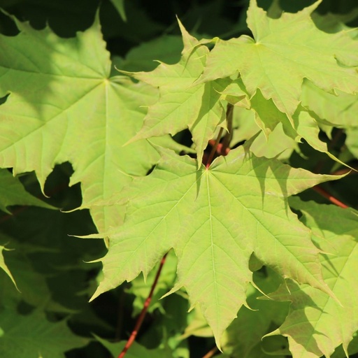 Kugel-Ahorn - Acer platanoides 'Globosum' 150cm