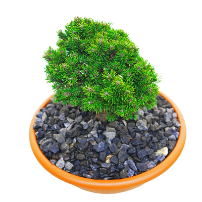 handveredelte Miniaturkiefer - Pinus mugo 'Mini' - Mini- Latschenkiefer grün- nadelig 15- 20cm