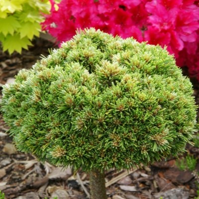 handveredelte Miniaturkiefer - Pinus mugo 'Mini' - Mini- Latschenkiefer grün- nadelig