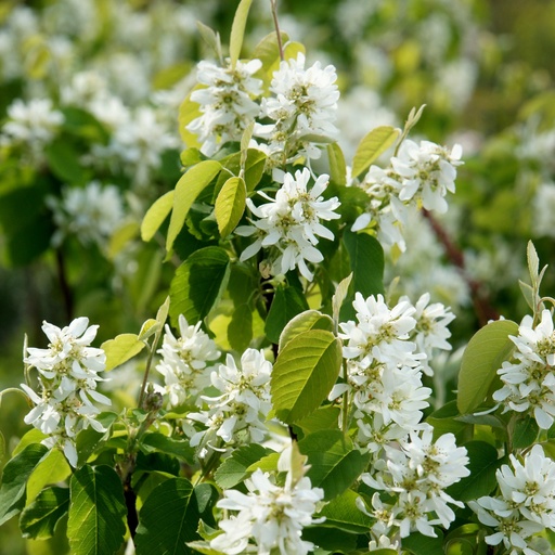 Säulen Felsenbirne - Amelanchier alnifolia 'Obelisk' 40-50cm