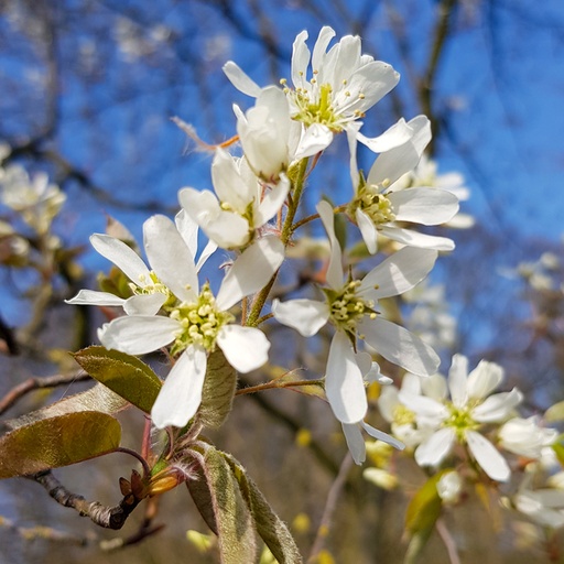 Kupfer-Felsenbirne - Amelanchier lamarckii 50-60cm