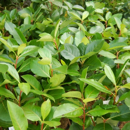 Apfelbeere - Aronia prunifolia 'Nero' 40-50cm