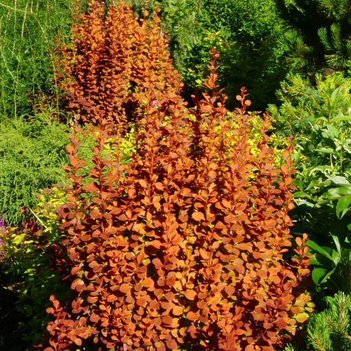 Berberitze - Berberis thunbergii 'Orange Rocket'® 20-25cm