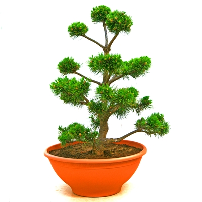 Bonsai- Zwergkiefer 20 Jahre alt - Pinus mugo - Latschenkiefer grün- nadelig 70 bis 80cm