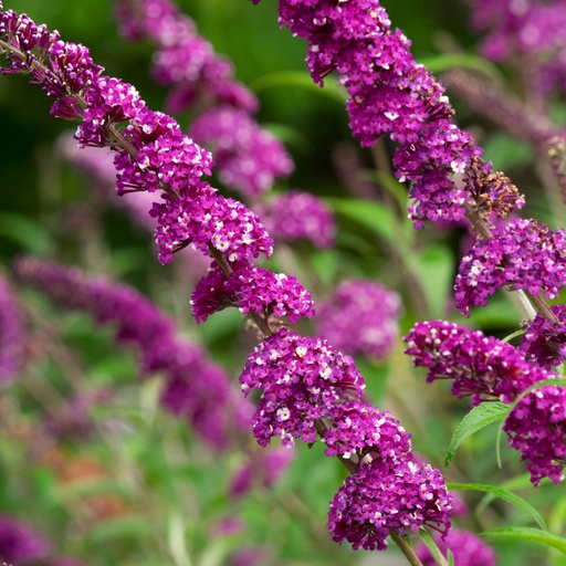 Sommerflieder - Buddleja davidii 'Berries and Cream' C3