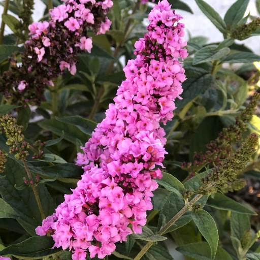 Zwergsommerflieder - Buddleja davidii - 'Pink Micro Chip' C3