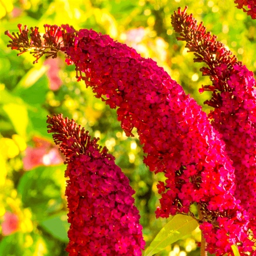 Sommerflieder - Buddleja davidii 'Royal Red' C3