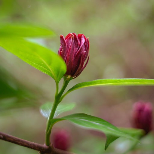 Gewürzstrauch - Calycanthus floridus 'Aphrodite' 30-50cm