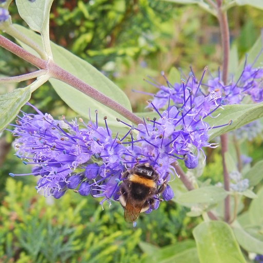 Bartblume - Caryopetris clandonensis  'Blauer Spatz' ®