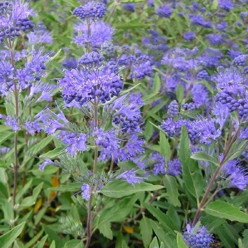 Bartblume - Caryopetris clandonensis  'Heavenly Blue'