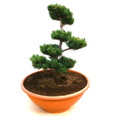Bonsai- Japankiefer 30 Jahre alt - Pinus parviflora Compacta - Japanische Mädchenkiefer silber/grün- nadelig