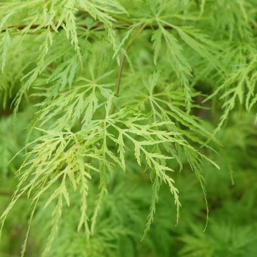 Schlitzahorn - Acer palmatum 'Dissectum Viridis' 30-40cm