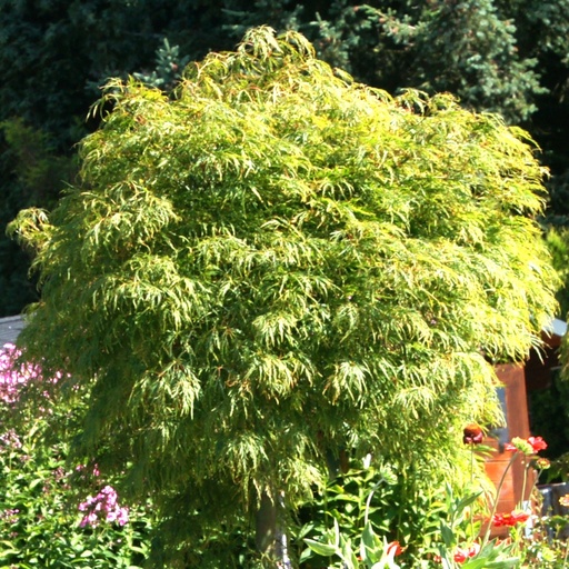 Schlitzahorn - Acer palmatum 'Dissectum Viridis'