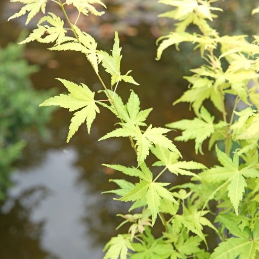 Fächer-Ahorn - Acer palmatum 'Orange Dream' 40-60cm