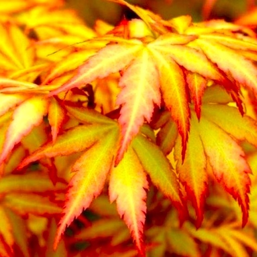 Fächer-Ahorn - Acer palmatum 'Orange Dream' 40-60cm