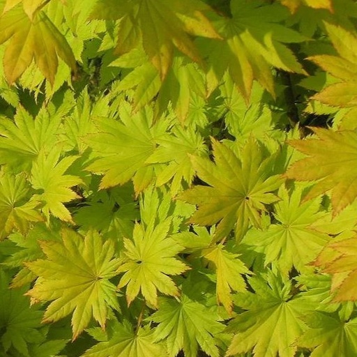 Japanischer Goldahorn - Acer shirasawanum 'Jordan' 60-80cm
