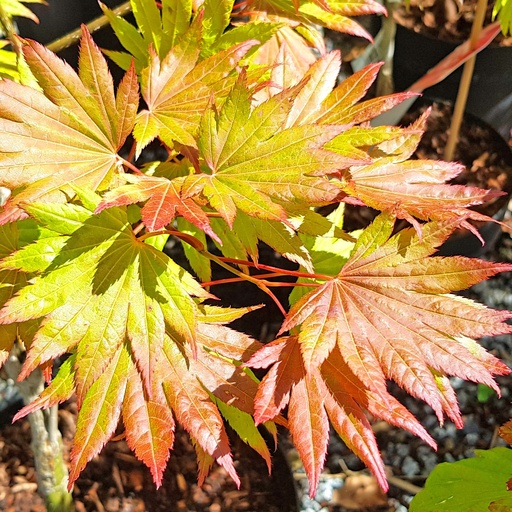 Japanischer Goldahorn - Acer shirasawanum 'Jordan'