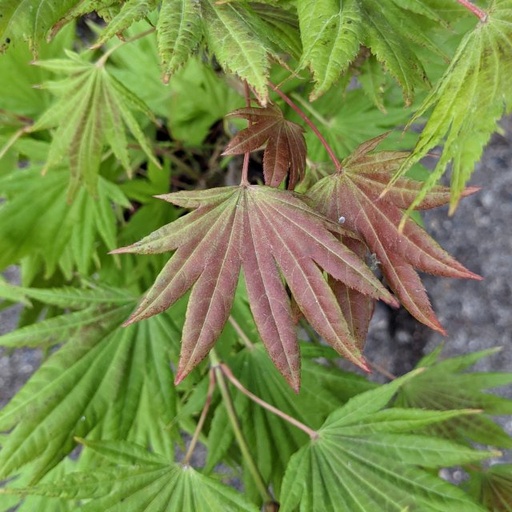 Fächer-Ahorn - Acer shirasawanum 'Jordan' 25-30cm