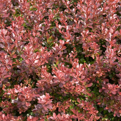 Rote Zwergberberitze - Berberis thunbergii 'Bagatelle'
