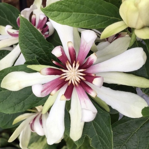 Weißblütiger Gewürzstrauch - Sinocalycanthus raulstonii 'Venus' 25-30cm