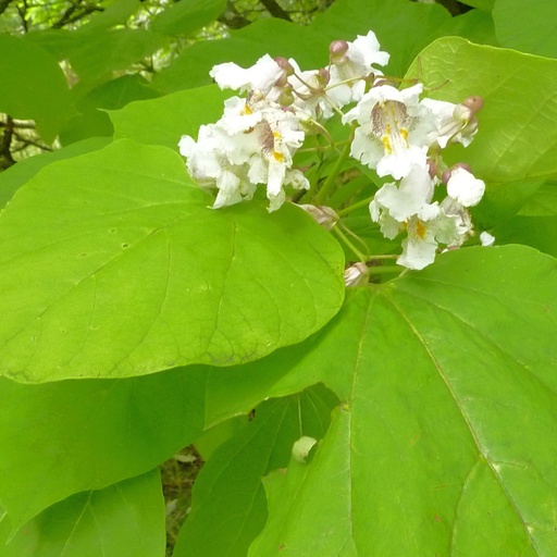 Gold-Trompetenbaum - Catalpa bignonioides 'Aurea' 120 cm(Stamm)