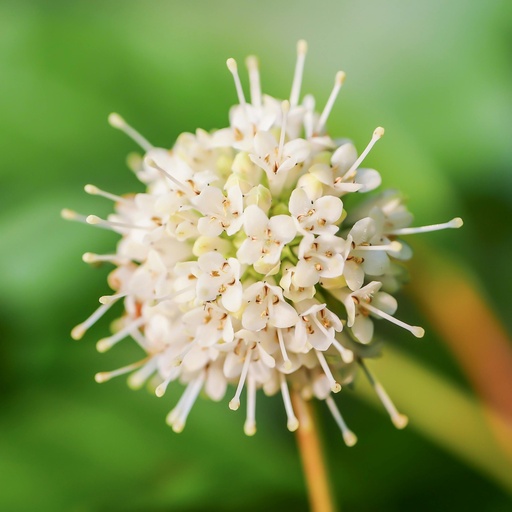 Cephalanthus occidentalis - Knopfbusch