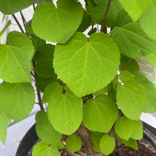 Japanischer Kuchenbaum - Cercidiphyllum japonicum