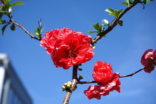 Chinesische Zierquitte - Chaenomeles speciosa 'Pink Storm'®