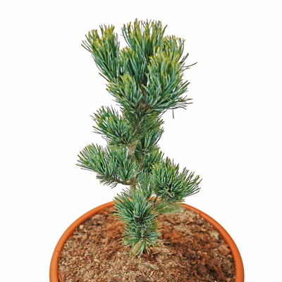 handveredelte Zwergkiefer - Pinus parviflora 'Azuma Yugiri' - Zwerg- Mädchenkiefer silber/grün- nadelig 25- 30cm