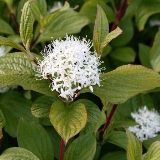 Rotholz Hartriegel - Cornus alba 'Sibirica' 50-60cm