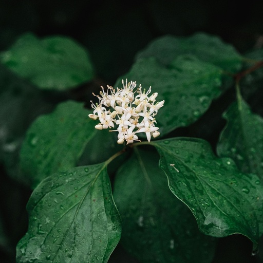 Rotholz Hartriegel - Cornus alba 'Sibirica'