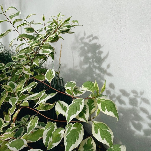 Hoher Weißbunter Pagoden-Hartriegel - Cornus controversa 'Variegata'