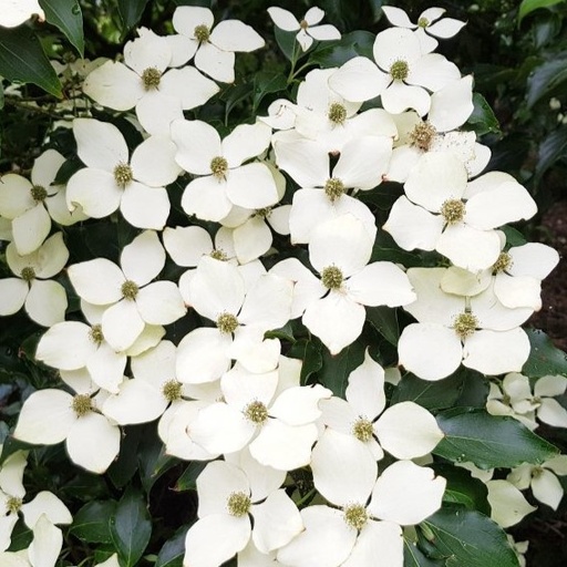 Japanischer Blumen-Hartriegel - Cornus kousa 'Flower Tower' 50-60cm