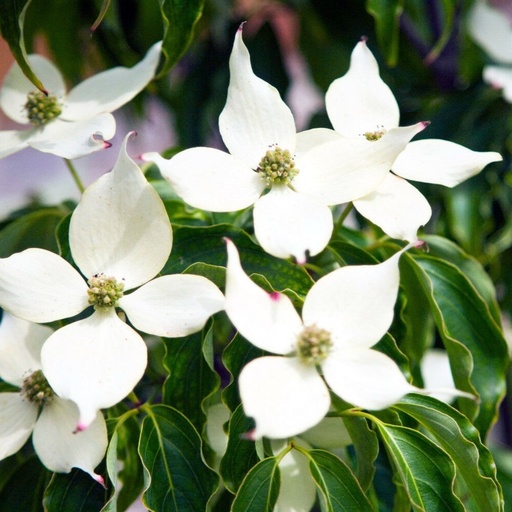 Chinesischer Blumen-Hartriegel - Cornus kousa var. chinensis