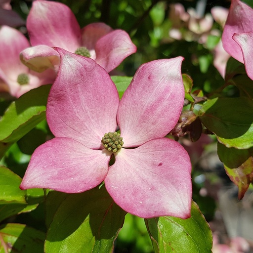 Japanischer Blumen-Hartriegel - Cornus kousa 'Satomi'® 60-80cm