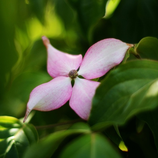 Chinesischer Blumen-Hartriegel - Cornus kousa 'Scarlet Fire'®80cm