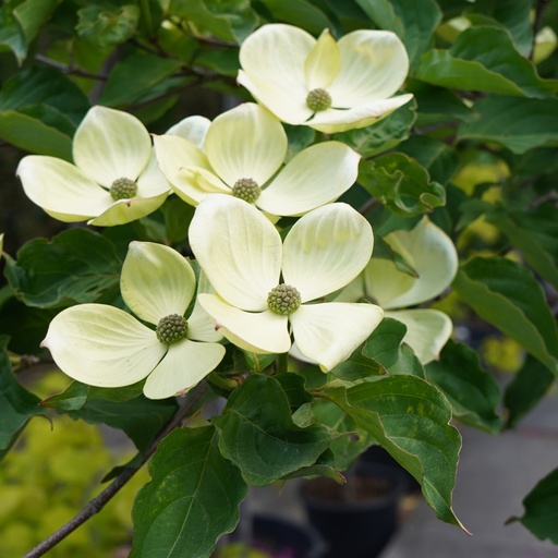 Chinesischer Blumen-Hartriegel - Cornus kousa 'Wieting's Select' 60-80cm