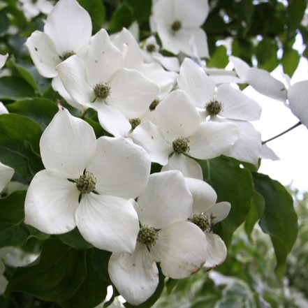 Chinesischer Blumen-Hartriegel - Cornus kousa 'Wieting's Select' 60-80cm