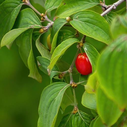 Kornelkirsche - Cornus mas 'Jolico'