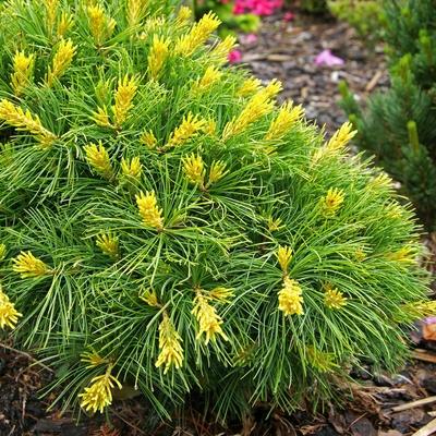 goldene, handveredelte Zwergkiefer - Pinus parviflora 'Goldilocks' - gelbe Zwerg- Mädchenkiefer gelb/grün- nadelig