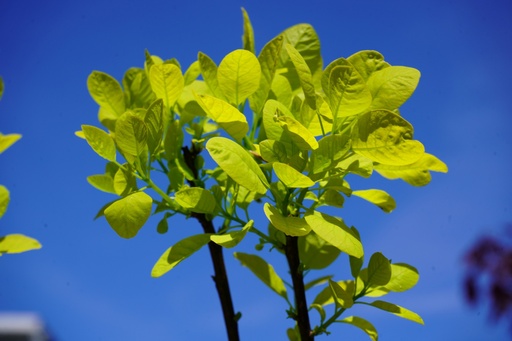 Goldgelber Perückenstrauch - Cotinus coggygria 'Golden Spirit'® 25-30cm