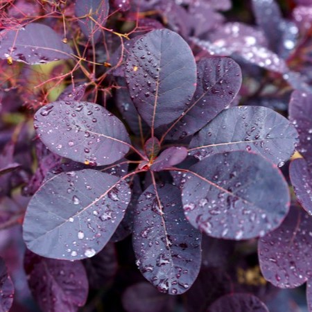 Roter Perückenstrauch - Cotinus coggygria 'Royal Purple' 30-40cm