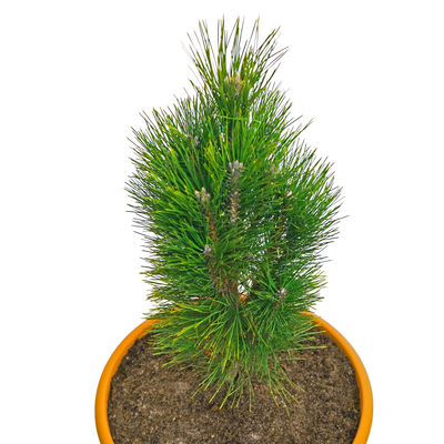 handveredelte Säulenkiefer - Pinus nigra 'Fastigiata' - grüne Säulen- Schwarzkiefer leuchtend grün- nadelig 40- 60cm