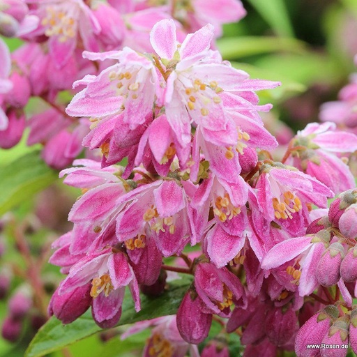 Erdbeerduft Deutzie / Sternchenstrauch - Deutzia hybrida 'Strawberry Field'