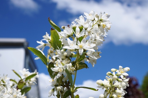 Deutzie / Maiblumenstrauch / Sternchenstrauch Proven Winners ® - Deutzia x hybrida Proven Winners ® 'Yuki Snowflake'®