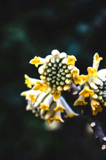 Japanischer Papierbusch / Mitsumata - Edgeworthia chrysantha