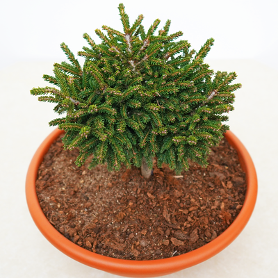 handveredelte Zwergfichte - Picea orientalis 'Barnes' - orientalische Zwergfichte grün- nadelig 20- 25cm